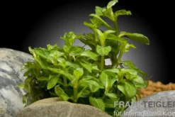 Kriechende Staurogyne, Staurogyne repens, im Topf
