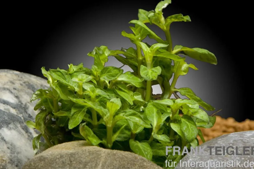 Kriechende Staurogyne, Staurogyne repens, im Topf