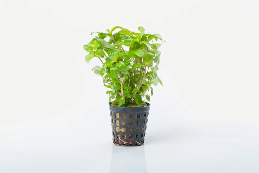 Kriechende Staurogyne, Staurogyne repens, im Topf