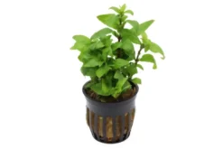 Kriechende Staurogyne, Staurogyne repens, im Topf
