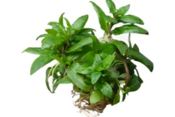 Kriechende Staurogyne, Staurogyne repens, im Topf