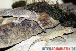 Krokodilgecko, Cyrtopodion scabrum