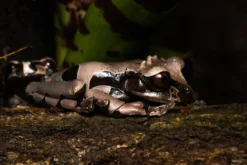 Kronenlaubfrosch, Triprion spinosa