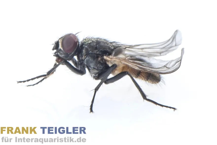 Krull-/Stummelfliegen, Terflys, 500 ml Zuchtansatz