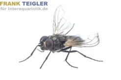 Krull-/Stummelfliegen, Terflys, 500 ml Zuchtansatz