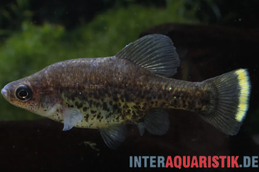 Kubakärpfling, Chapalichthys pardalis (Leopardenkärpfling)