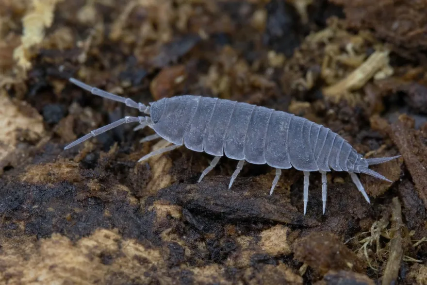 Kubanische Assel, Porcellionides pruinosus