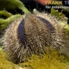 Kugel-Seeigel, Mespilia globulus