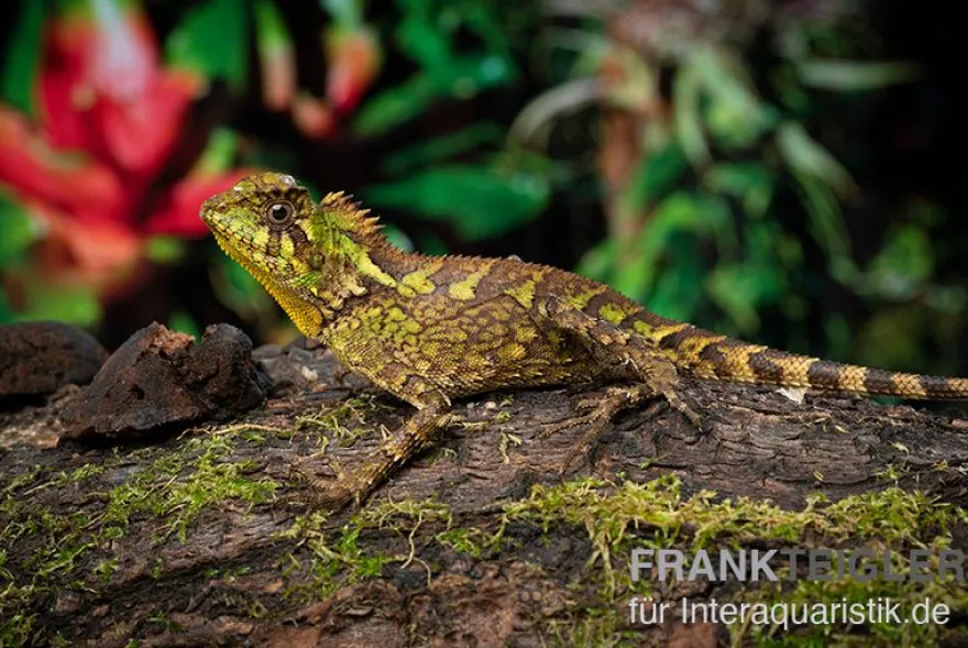 Kuhls-Winkelkopfagame, Gonocephalus kuhlii