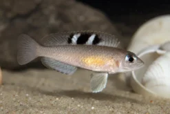 Kungwe-Schneckenbuntbarsch, Neolamprologus kungweensis