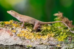 Kupferanolis, Anolis cupreus
