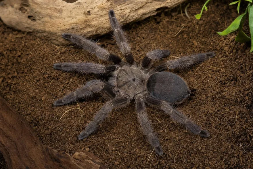 Kupferfarbene Baumvogelspinne, Tapinauchenius cupreus