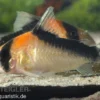 Kupferfleck-Panzerwels, Corydoras duplicareus