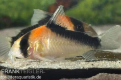 Kupferfleck-Panzerwels, Corydoras duplicareus