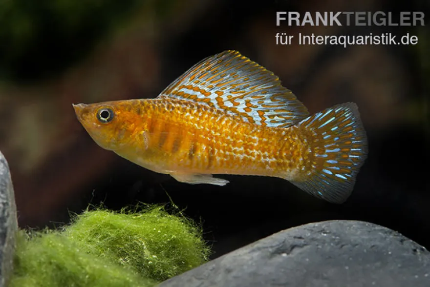 Kupfermolly Poecilia velifera