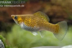 Kupfermolly Poecilia velifera
