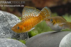 Kupfermolly Poecilia velifera