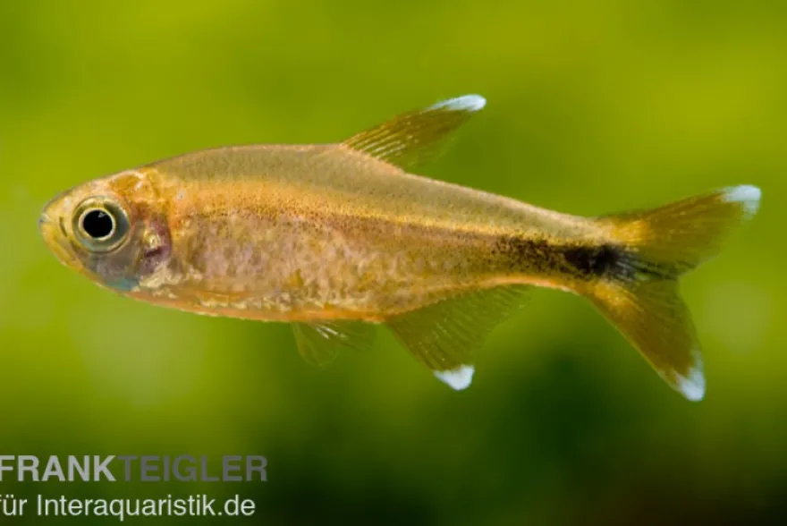 Kupfersalmler, Hasemania marginata, DNZ