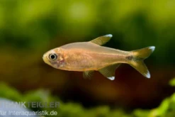 Kupfersalmler, Hasemania marginata, DNZ