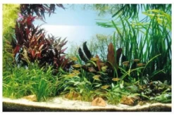Kupfer-Salmler, 80 x 35 x 40 cm, Aquarienpflanzen-Set, Pflanzensortiment
