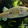Kurznasiger Leierkugelfisch, Tetraodon leiurus