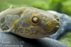 Kurznasiger Leierkugelfisch, Tetraodon leiurus