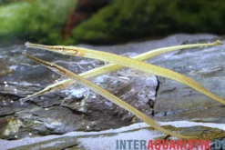 Kurzschwanz-Seenadel Sumatra, Microphis brachyurus