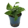 Kurzstängeliger Wasserfreund, Hygrophila corymbosa "Kompakt", im Topf