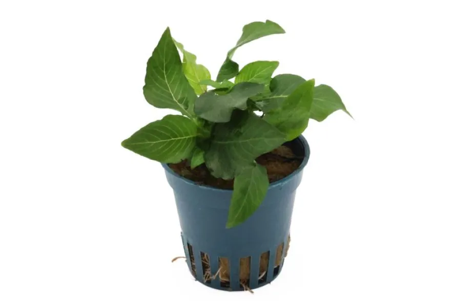 Kurzstängeliger Wasserfreund, Hygrophila corymbosa "Kompakt", im Topf