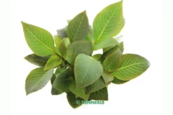 Kurzstängeliger Wasserfreund, Hygrophila corymbosa "Kompakt", im Topf