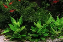 Kurzstängeliger Wasserfreund, Hygrophila corymbosa