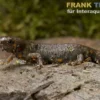 Kweichow-Feuerbauchmolch, Cynops cyanurus