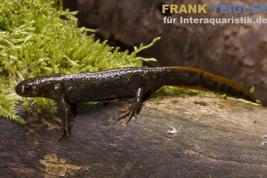 Kweichow-Feuerbauchmolch, Cynops cyanurus