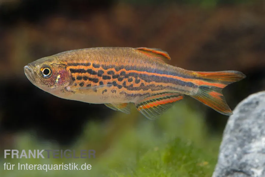 Kyathitbärbling, Danio kyathit Fire Ring (Minifisch), DNZ