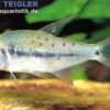 Kyburz-Salmler, Pseudochalceus kyburzi, DNZ, 6-8 cm