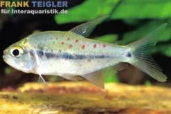 Kyburz-Salmler, Pseudochalceus kyburzi, DNZ, 6-8 cm
