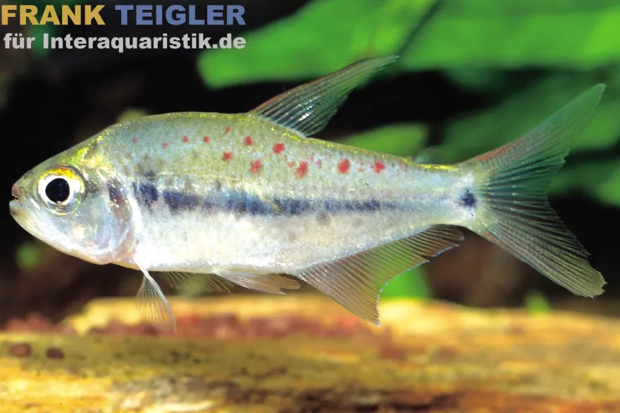 Kyburz-Salmler, Pseudochalceus kyburzi, DNZ, 6-8 cm