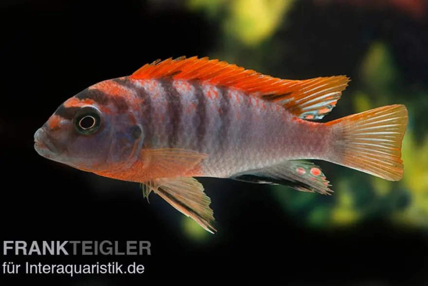 Labidochromis hongi "Red Top Schweden", extra rot, DNZ