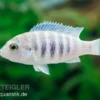Labidochromis spec. CHISUMULAE MBWECA THUMBI, 4-5 cm