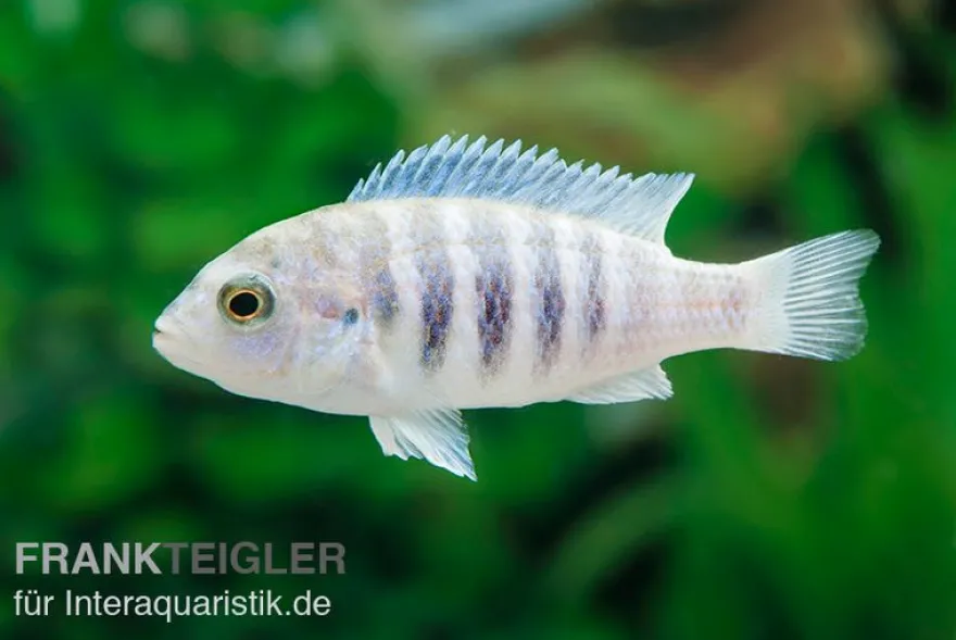 Labidochromis spec. CHISUMULAE MBWECA THUMBI, 4-5 cm