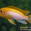 Labidochromis sunflower, Labidochromis hongi sunflower