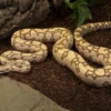 Labyrinth-Abgottschlange, Boa constrictor