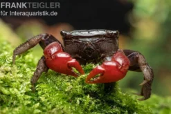 Laeve-Krabbe, Neosarmatium laeve, Zufällig ausgewählt