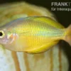 Lake Tebera Regenbogenfisch, Melanotaenia herbertaxelrodi, 4-5 cm NZ