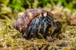 Landeinsiedlerkrebs, Coenobita compressus (Pazifik-Landeinsiedlerkrebs)