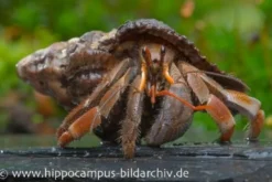 Landeinsiedlerkrebs, Coenobita violascens (Violetter Landeinsiedlerkrebs)
