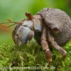 Landeinsiedlerkrebs, Coenobita rugosus (Zirpender Landeinsiedlerkrebs)