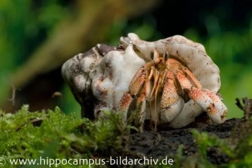 Landeinsiedlerkrebs, Coenobita pseudorugosus