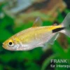 Langflossensalmler, Bryconalestes longipinnis, 4-6 cm