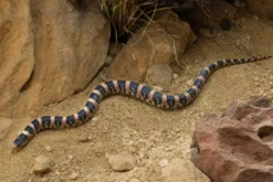 Langnasennatter, Rhinocheilus lecontei